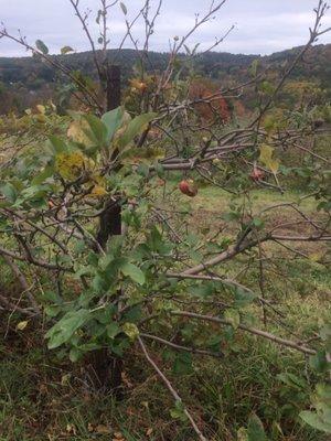 Sickly trees and rotting apples