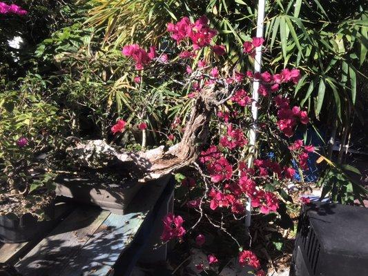 Large bougainvillea bonsai