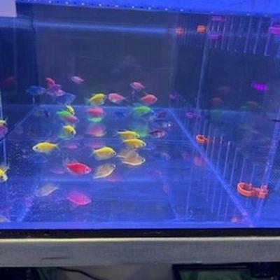 Glow Tetra available