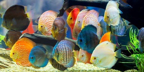 Diverse Freshwater Fishes