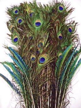 Peacock Feathers of different sizes