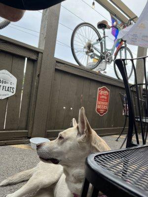 Outdoor seating, dog-tested and approved