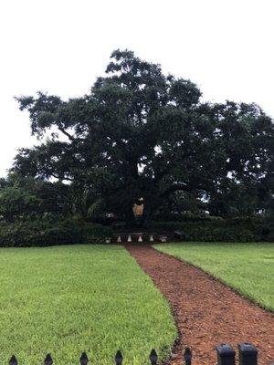 The tree from a distance