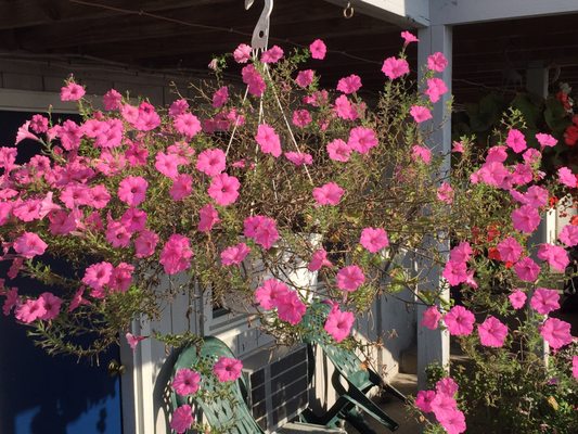 Hanging basket