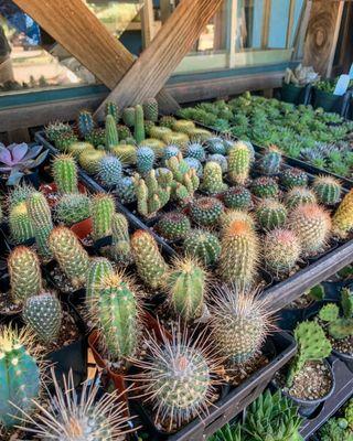 Succulents and cacti