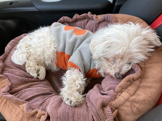 Sweet old Daisy Dawg, dirty and shaggy, because she's not going to Dig It anymore. The search for a new groomer is on.