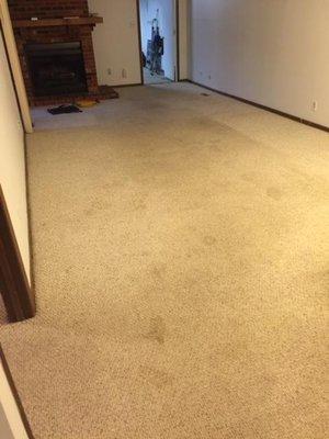 Carpet stains before cleaning