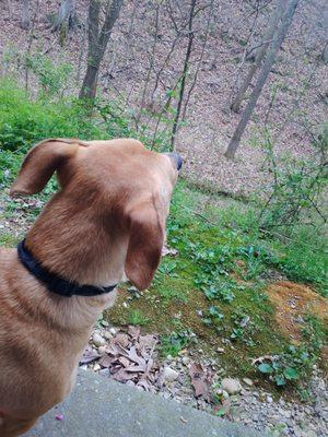 This is Daisy Jane. She also highly recommends CC, just on squirrel watching capabilities alone :)