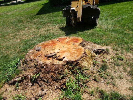 Big Ed's Stump Grinding Service