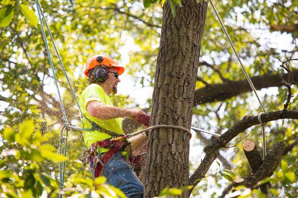 Chuck's Tree Service