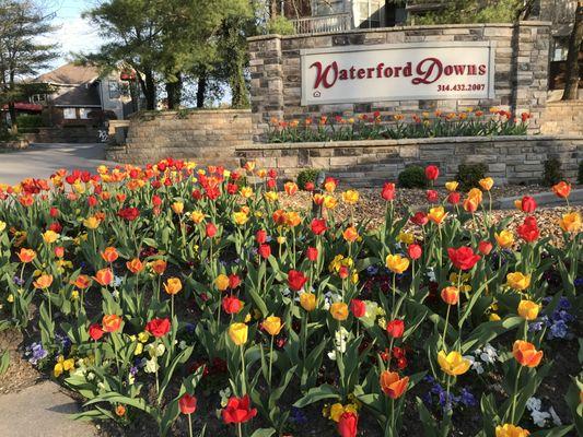 Waterford Downs Apartment Homes