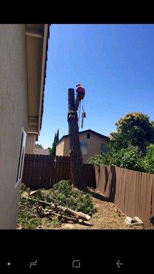 So they cut the trees thanks urizar tree services