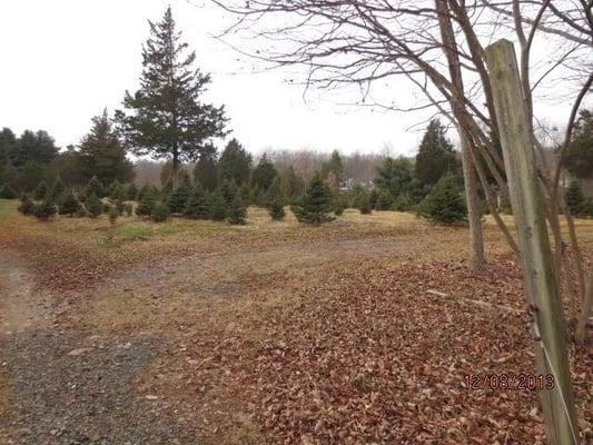 11 acres of Christmas trees!