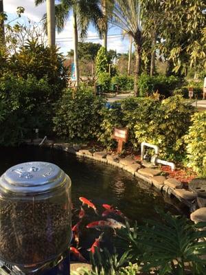 View of koi pond and feeding dispenser