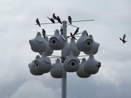 Purple Martin Propagators