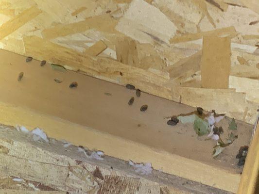 Squirrel droppings in attic: squirrel was getting in at attic vent