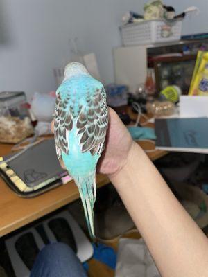 Parakeet