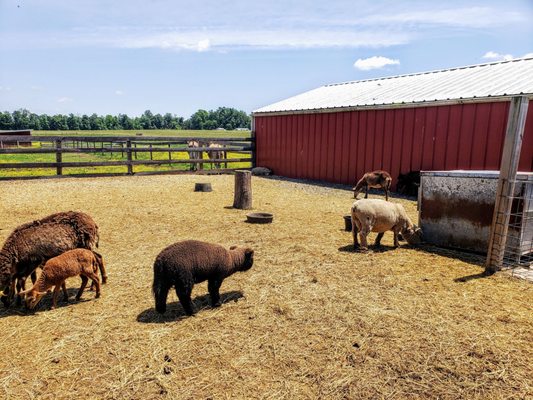 Sheep and Goats at Land of Little Horses