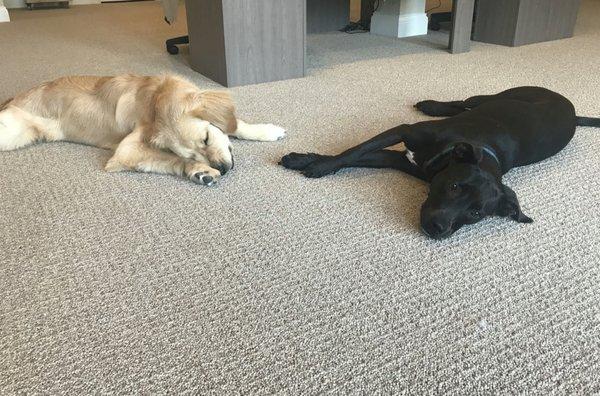 Meet two of our office pups! Sophie & Layla!