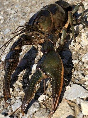 One of many of mother natures creatures here in the campground