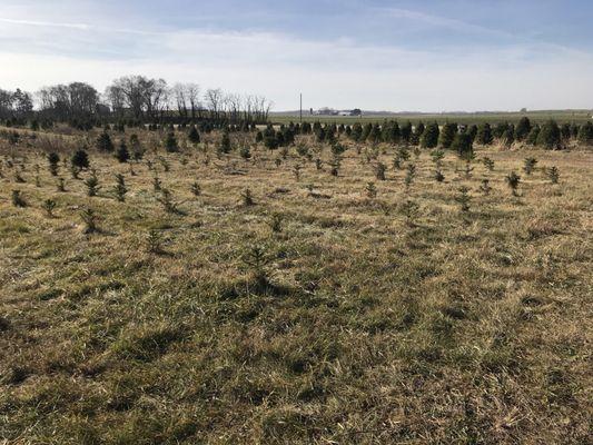 This is one shot of the farm. There are many more acres to choose from. Don't let this photo fool you. This farm is huge.