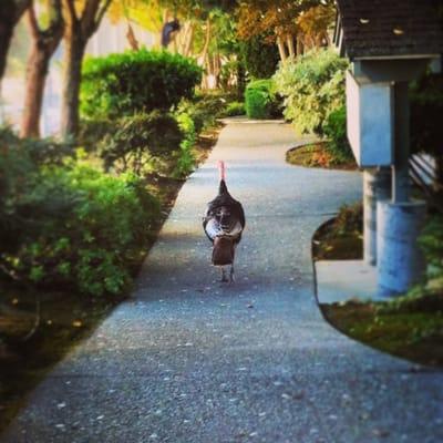 One of the "resident turkeys" at our apartments. A very charming fellow!