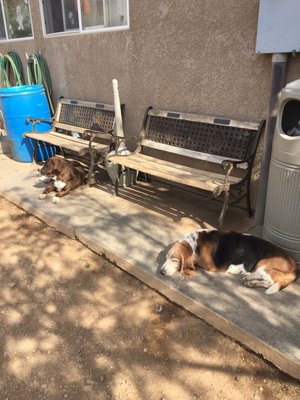 Lounging Hounds