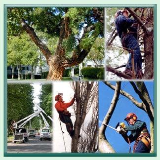 Tree pruning and cutting services