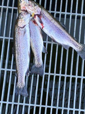 Broken Bow Trout Guide