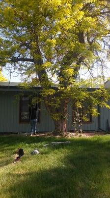 We removed this large locust tree