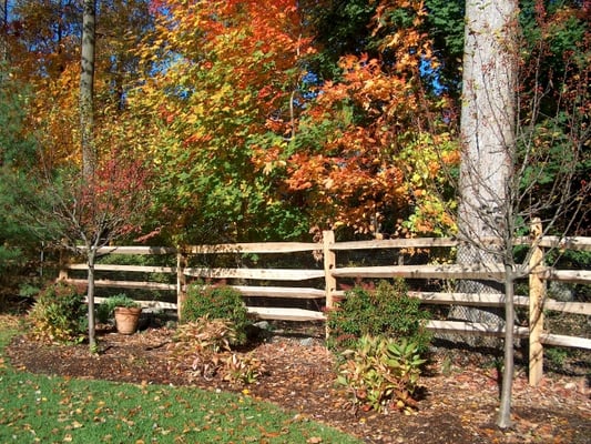 Locust split rail - 4 Rails