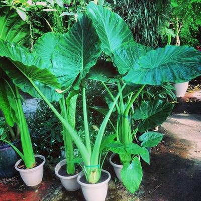 Upright Elephant Ears