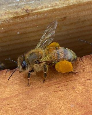 Busy bee collecting Spring pollen