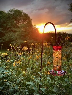 Hummingbirds gather as the sun sets