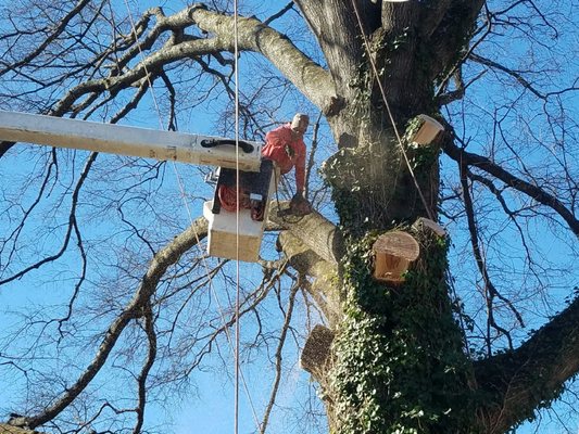 Hunt's Tree Removal and Pruning Service