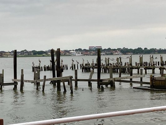 Pelicans by the bay