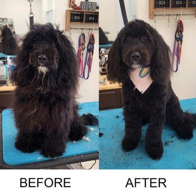 Before and after dog grooming - what a transformation!