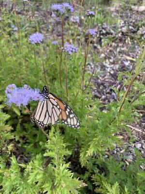 So many butterflies here