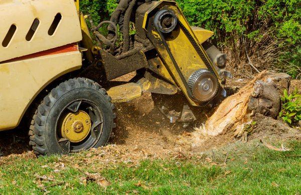 Stump grinding to remove the stump.