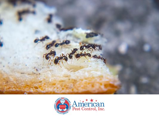 American Pest Control