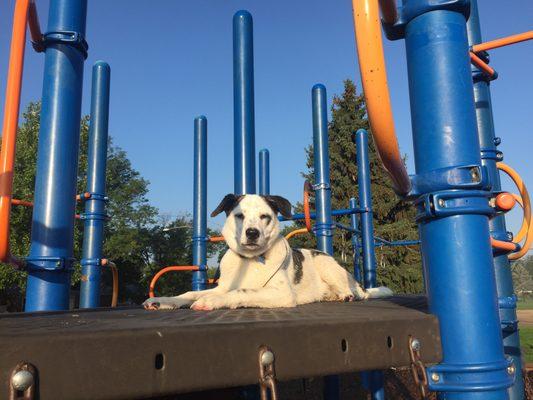 Climbing playground equipment is a fun way to build confidence in our nervous clients.