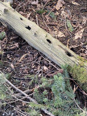 Woodpeckers made these openings and other creatures use them too.