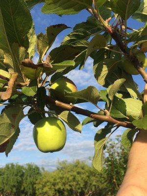 Ein Shemer Apple trees (blooms as early as February)