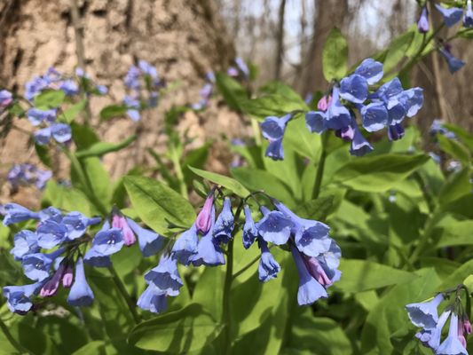 Virginia Bluebell