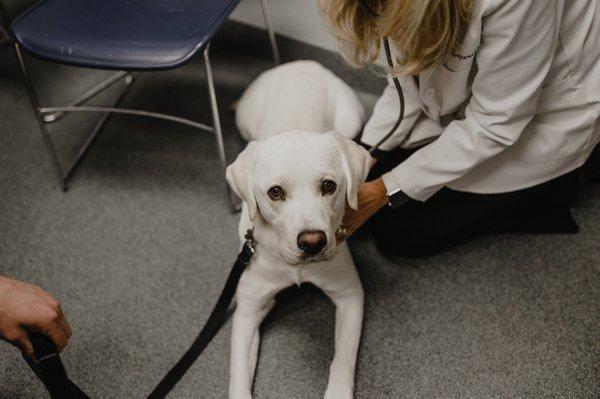 Animal Medical Center of Franklin