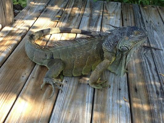 Our morning friend...we named him Nacho!