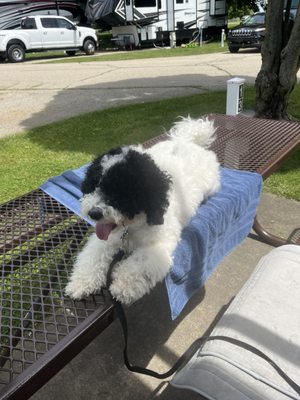 The before photo taken on the picnic table, and two photos of after his new summer cut.