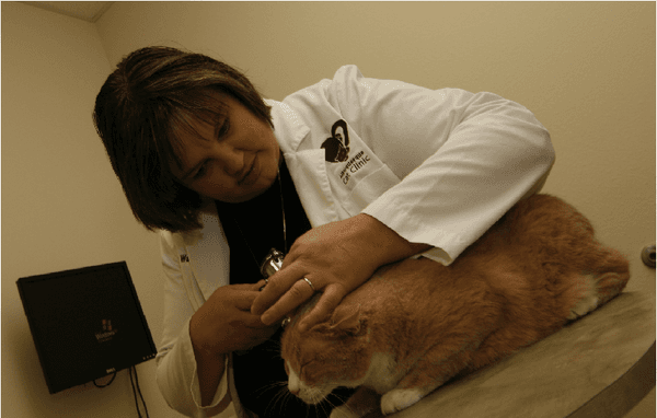 Owner of ABQ Cat Clinic Dr.Emily Walker