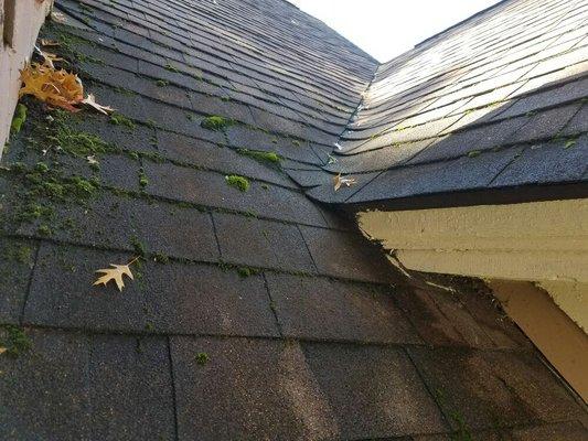 Moss on the roof that is diminishing the life of the shingles.