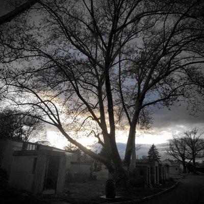 Tree by small mausoleums